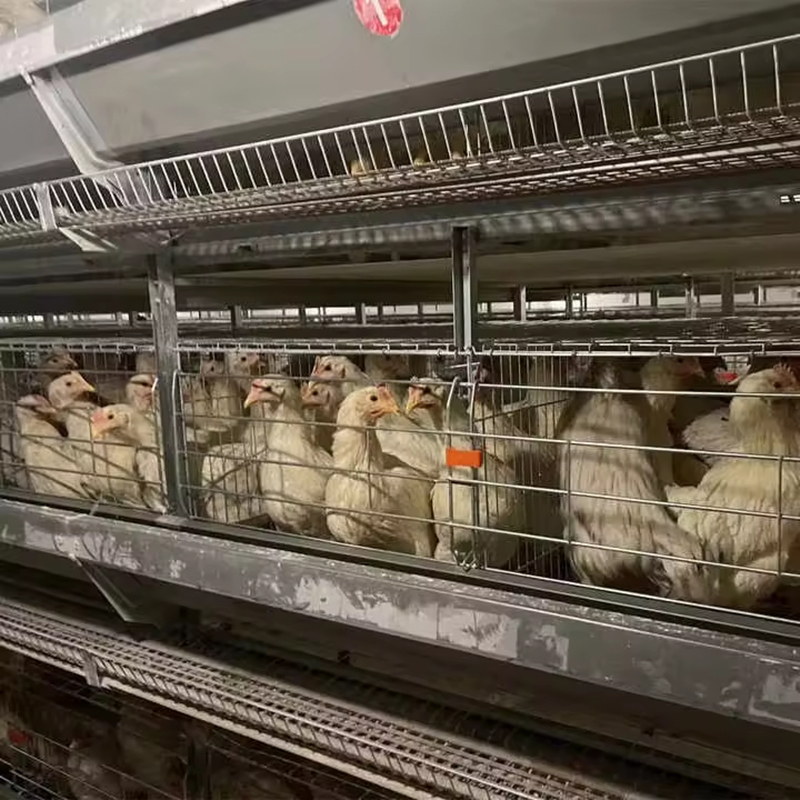 自动养鸡笼
