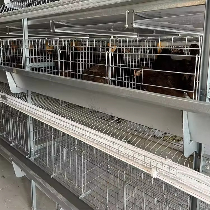 自动养鸡笼